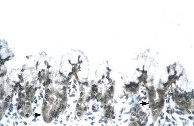 Adiponectin antibody, N-term
