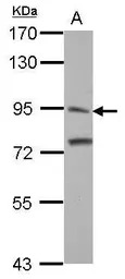 ITIH3 antibody [N1N3]