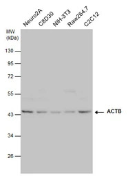 beta Actin antibody