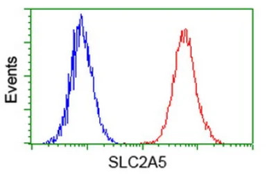 GLUT5 antibody [20E1]