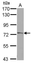 IVNS1ABP antibody