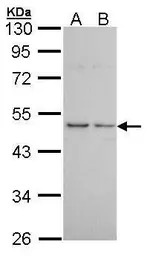 Histamine H3 Receptor antibody