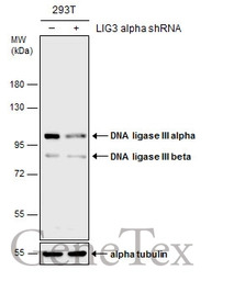 DNA ligase III antibody