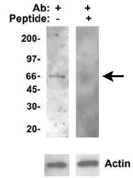 CYP46A1 antibody
