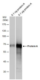 Protein A antibody (Biotin)