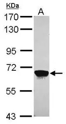 MPP2 antibody [N1C3]