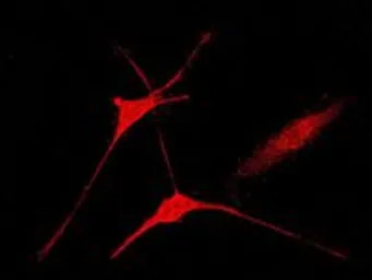 Caspase 8 antibody [EPR162]