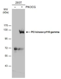 PI3 kinase p110 gamma antibody