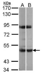PRAK antibody [N3C3]