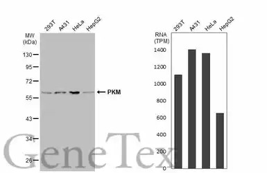 PKM antibody