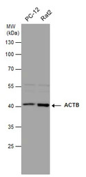 beta Actin antibody