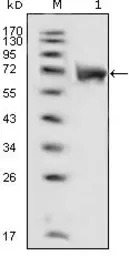 FGFR1 antibody [3D4F7]
