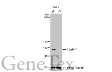 ADAM17 antibody [C2C3], C-term