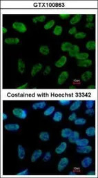 Nanog antibody [N3C3]