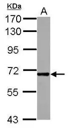 ICAM2 antibody [N1C3]