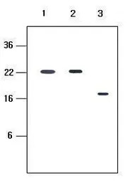 KIR2D antibody [2H6]