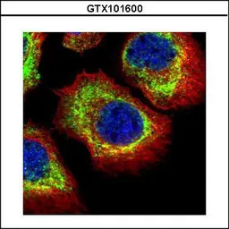 alpha Adducin antibody