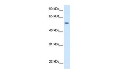 EXD antibody, C-term