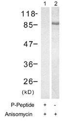 GRP94 (phospho Ser254) antibod