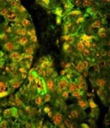 CD38 antibody, C-term