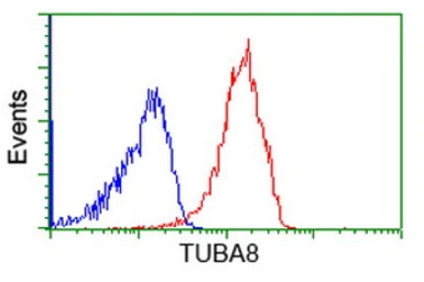 alpha Tubulin 8 antibody [2C2]