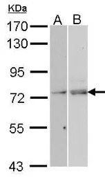 TAP antibody [N1N2], N-term