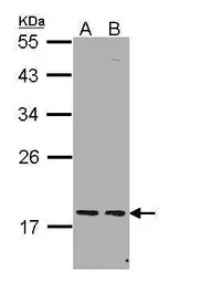 PCNP antibody [N1N2], N-term