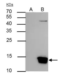Histone H3 antibody