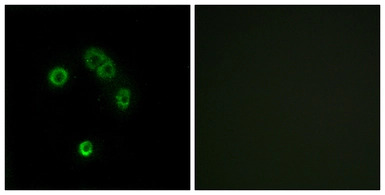 TAS2R13 antibody