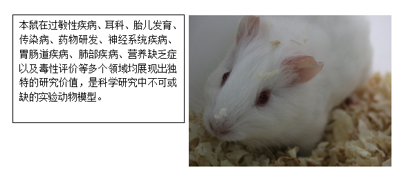 ​小小豚鼠，大大作用第一讲&nbsp;  ——揭秘豚鼠在科研领域的应用