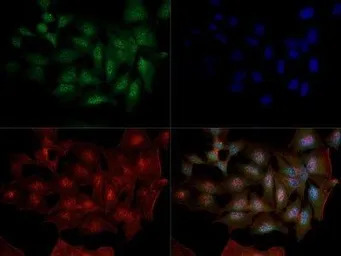 DNMT1 antibody [60B1220.1]