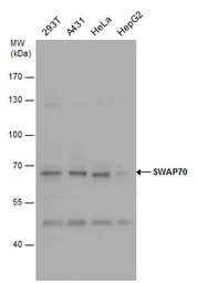 SWAP70 antibody [N1N3]