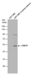 CREST antibody [C1C3]