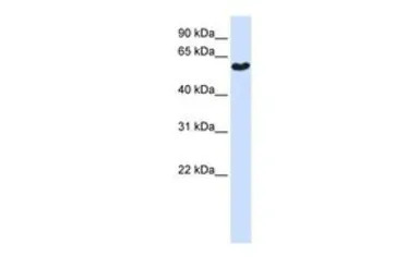 SYT3 antibody, N-term