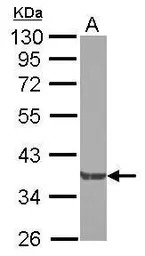 Nck beta antibody [N1C2]