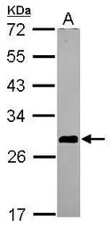 ASB7 antibody