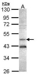 AHCY antibody [N3C3]