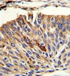 VTI1A antibody, C-term