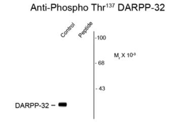 DARPP-32 (phospho Ser137) anti