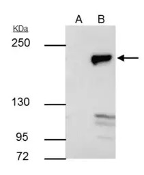 DNMT1 antibody [N1], N-term