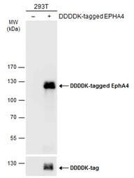EphA4 antibody [N3C2], Interna