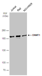 DNMT1 antibody [N1], N-term