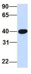 SNTB1 antibody, N-term