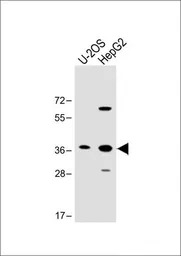 EN1 antibody, N-term