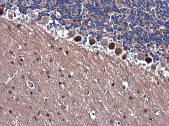 TRAF6 antibody [N2C2], Interna