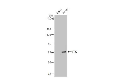 ITK antibody [N2C1], Internal