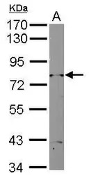 RAD3 antibody [N1N2], N-term