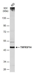 TNFRSF14 antibody [N2C3]