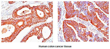 HSP60 antibody [2E4]