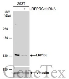 LRP130 antibody [N2N3]